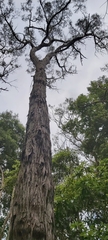 Eucalyptus resinifera