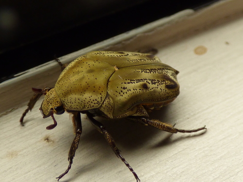 Hoplopyga liturata