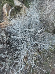 Ephedra aspera