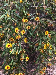 Bossiaea linophylla