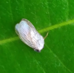 Curtara insularis
