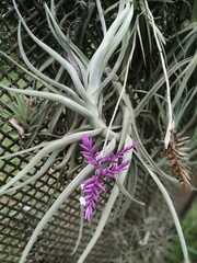 Tillandsia cacticola