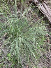 Poa labillardierei