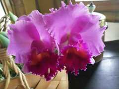 Cattleya trianae
