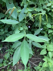 Senna macranthera