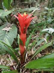 Guzmania lingulata