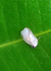 Curtara insularis