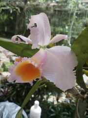 Cattleya trianae