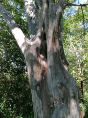 Libidibia sclerocarpa