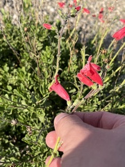 Penstemon baccharifolius