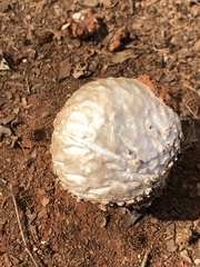 Lycoperdon utriforme