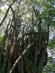Pachycereus pecten-aboriginum