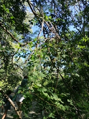 Libidibia sclerocarpa