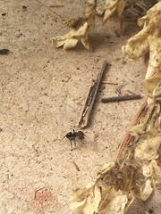 Aculeata