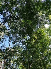 Libidibia sclerocarpa