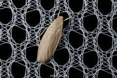 Danielithosia immaculata