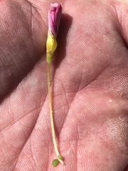 Oxalis inaequalis