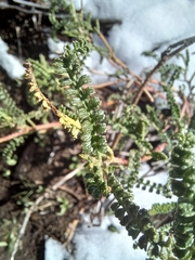 Adesmia boronioides, photograph Ariadna Tripaldi, CC BY, iNaturalist via GBIF