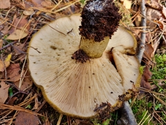 Lactarius turpis