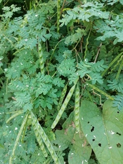 Piptadenia obliqua