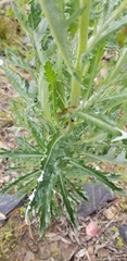 Senecio glomeratus