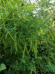 Piptadenia obliqua