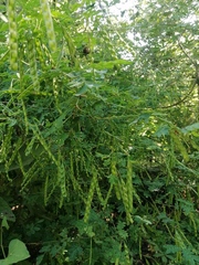 Piptadenia obliqua