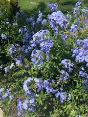 Plumbago