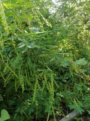Piptadenia obliqua