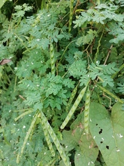 Piptadenia obliqua