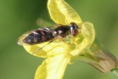 Platycheirus