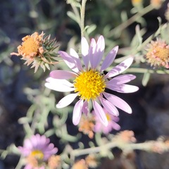 Dieteria asteroides asteroides
