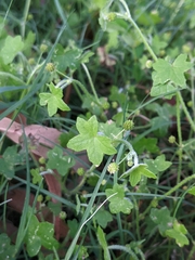 Hydrocotyle acutiloba
