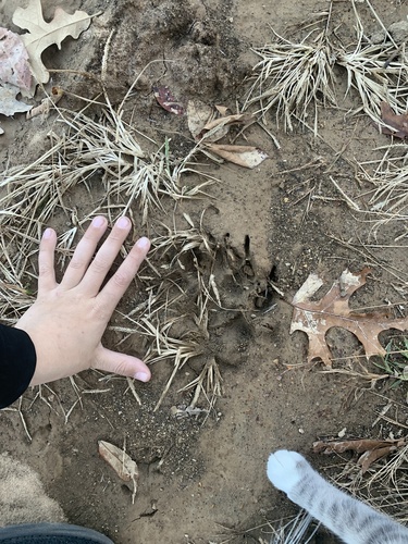 Domestic Dog photographed in Missouri