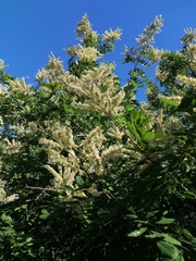 Apoplanesia paniculata