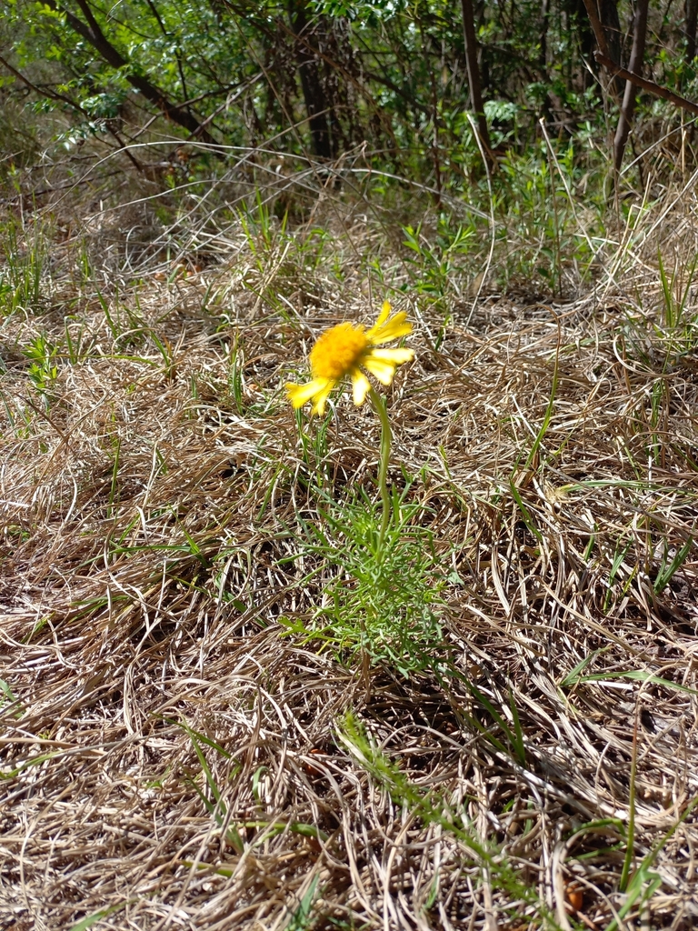 Gaillardia megapotamica