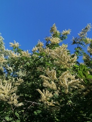 Apoplanesia paniculata