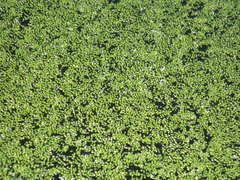 Wolffia brasiliensis