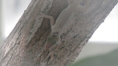 Anolis cristatellus