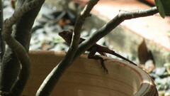 Anolis cristatellus