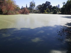 Wolffia brasiliensis