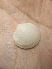 Divalinga quadrisulcata