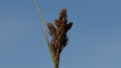 Carex subfusca