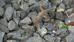 Anolis cristatellus