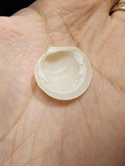 Divalinga quadrisulcata