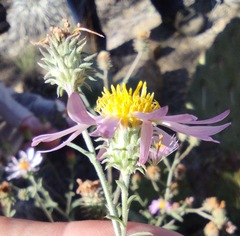 Dieteria asteroides asteroides