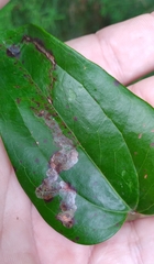 Liriomyza schmidti