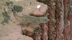 Anolis cristatellus