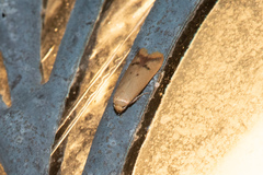 Tachystola hemisema