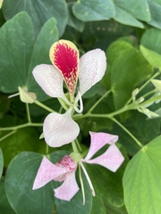 Bauhinia